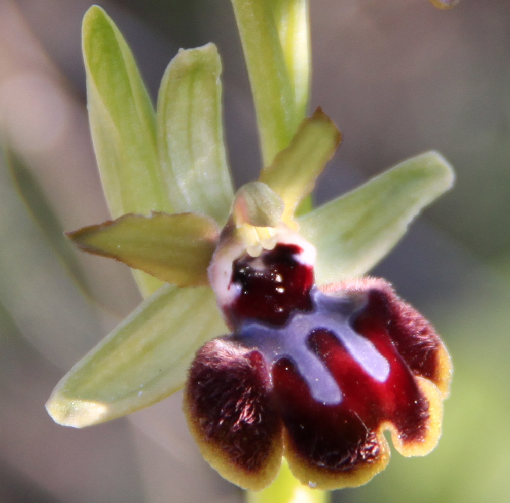 Orchidee a Matera e dintorni